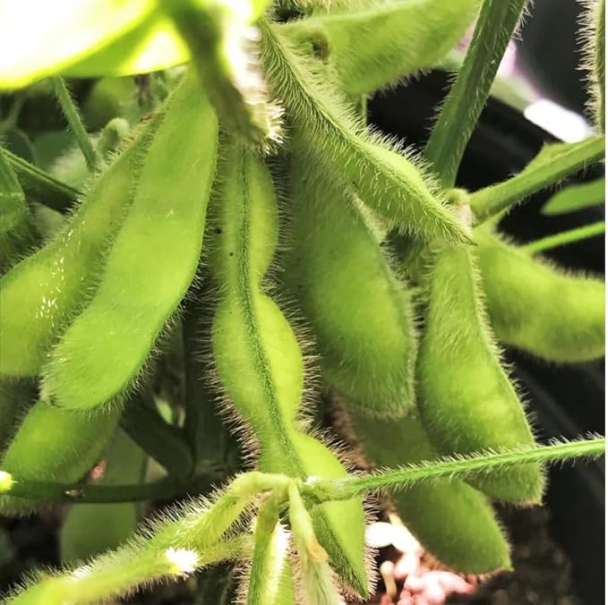 40 Midori Giant Japanese Edamame Seeds | Non GMO Planting Soy Bean Korean Chinese Soybean Asian Vegetable Seed