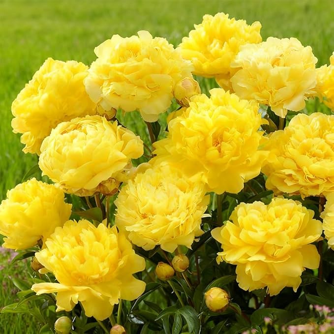 100+ Mixed Colorful Peony Flower Seeds for Planting- Peony Flower Mixed-Attracts Bees&Butterflies Fragrant Butterfly Non-GMO Heirloom Seeds