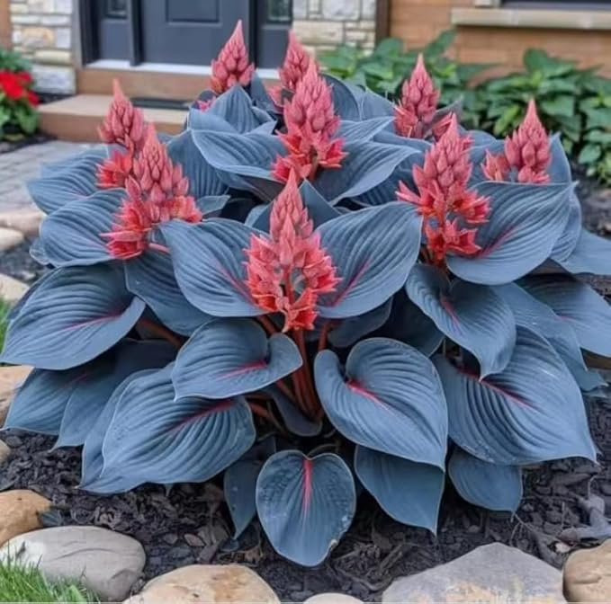 300+ Mixed Color Hosta Seeds – Shade-Tolerant Perennial Plants for Planting, Perfect for Ground Cover, Pots & Cool Shaded Gardens