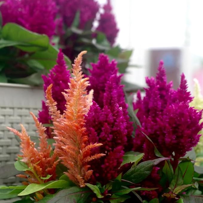 Mixrug Mix Cockscomb Seeds for Planting, 100pcs Rare Perennial Flame Celosia Flower Seeds Plants, Non-GMO Heirloom Open Pollinated Beauty Flowers Home Garden for Outdoors