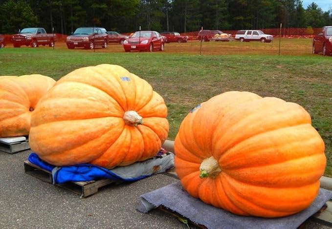 SeedsUP - 10+ Seeds Pumpkin Titan Weight 200 lbs - Vegetable Orange