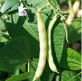 60 Bai Bu Lao Romano Pole Bean Seeds | Light Green White Flat Beans Broad Runner USA Garden Asian Vegetable Seed