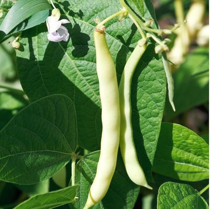 60 Bai Bu Lao Romano Pole Bean Seeds | Light Green White Flat Beans Broad Runner USA Garden Asian Vegetable Seed