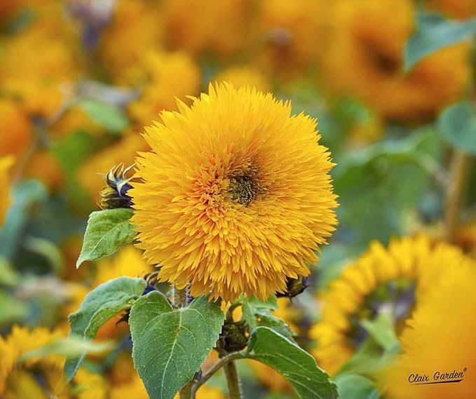 Sunflower Seeds - Teddy Bear - 100 Seeds - Heirloom, Non-GMO, USA Grown, Excellent for Pollinators, Annual, Deer Resistant - Low-Maintenance Sunflower Seeds for Any Home Garden