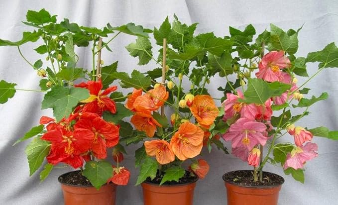 Seeds Abutilon Seeds Mix 50 Seeds for Planting Flowers Indian Mallow Flowering Maple