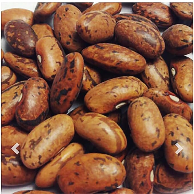 Rattlesnake Bean Seeds - 20 Large Bean Seeds - Marde Ross & Company ®