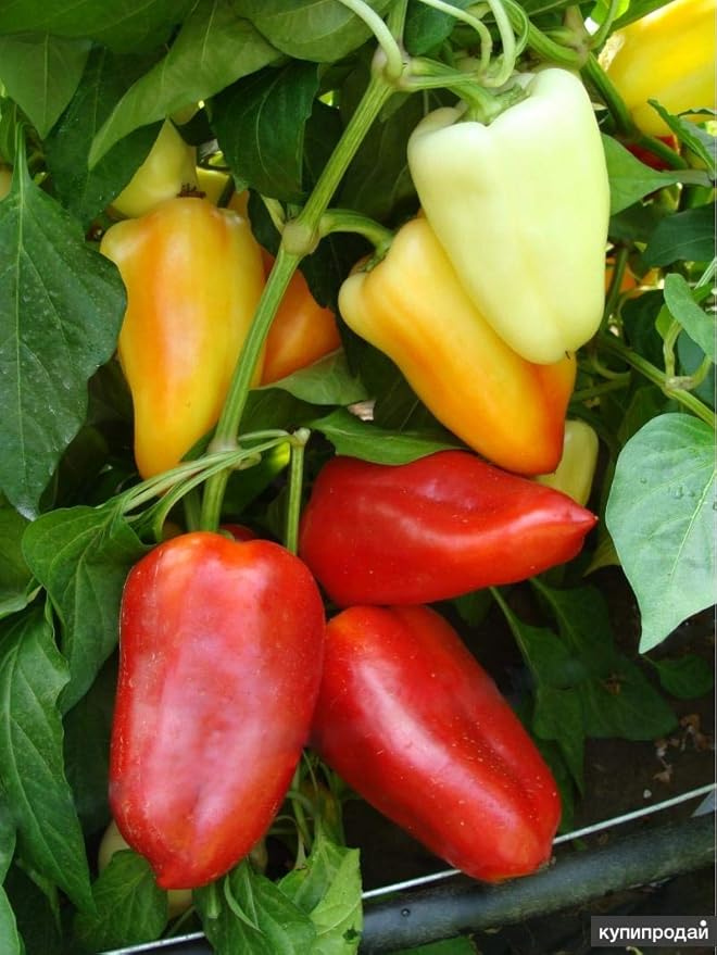 NIKA SEEDS - Seeds Vegetable Sweet Bell Pepper Victoria Mix (Red-Yellow) for Planting Non GMO - 30 Seeds