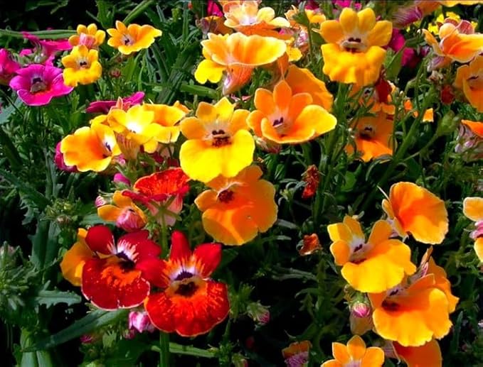 Seeds Nemesia Galaxy Seed Mix 450+ Seeds for Planting Annual Flowers