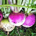 1000 Purple Top Turnip Seeds | American White Turnips Rutabaga Cover Crop Garden Heirloom NonGMO Root Vegetable Seed