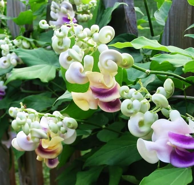 20+ Corkscrew Vine Flower Seeds for Planting Outdoors -Perennial Snail Vine Plant Fragrant Non-GMO Heirloom