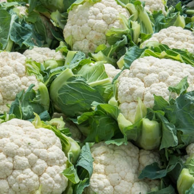 3 Cauliflower Plants Live, Cauliflower Live Plants, High Yield Vegetable Plants, 4 to 6 Inc