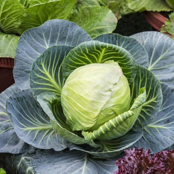 Set 2 Cabbage Plants, 4 Inch Pot, Cold Harrdy Cabbage Vegetable Plant for Indoor Outdoor Garden