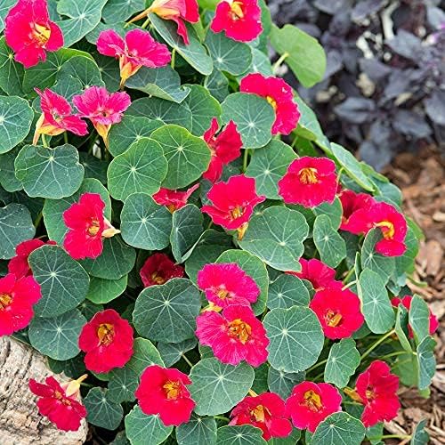Park Seed Nasturtium Flower Plant Seeds, Easy to Grow, Perfect for Spring Garden, Baby Rose, Pack of 25