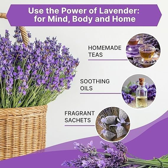 Common English Lavender Seeds for Planting Heirloom Non GMO Lavender – Plant & Grow English Lavender Seed Packets in Home Outdoor Herb Garden, Great Gardening Gift – 2 Packets