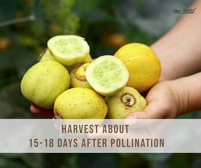 Lemon Cucumber Seeds - 100 Heirloom, Non-GMO Seeds, Excellent for Any Home Garden, Simple to Grow, Delicious Flavor, Quick Grow Cycle