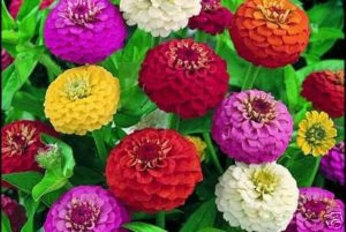 1000 Dwarf Lilliput Mix Zinnia Seeds for Planting 5 Grams Non GMO Heirloom Elegans Midget USA Harvested pollinator bee Butterfly