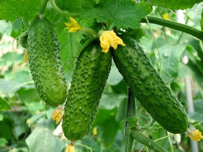 Seeds Rare Cucumber Titus F1 45 Days Vine Pickling Vegetable Non GMO