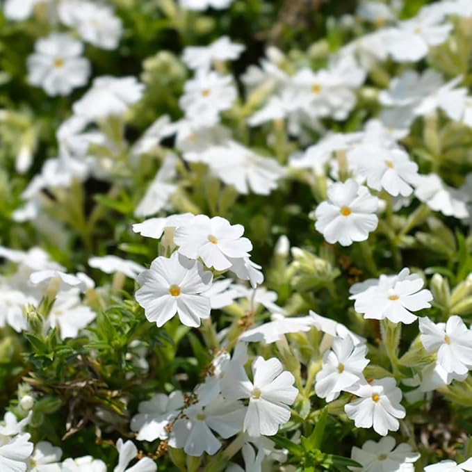 100+ White Phlox Seeds Flowers Bloom Garden Planting