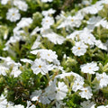 100+ White Phlox Seeds Flowers Bloom Garden Planting