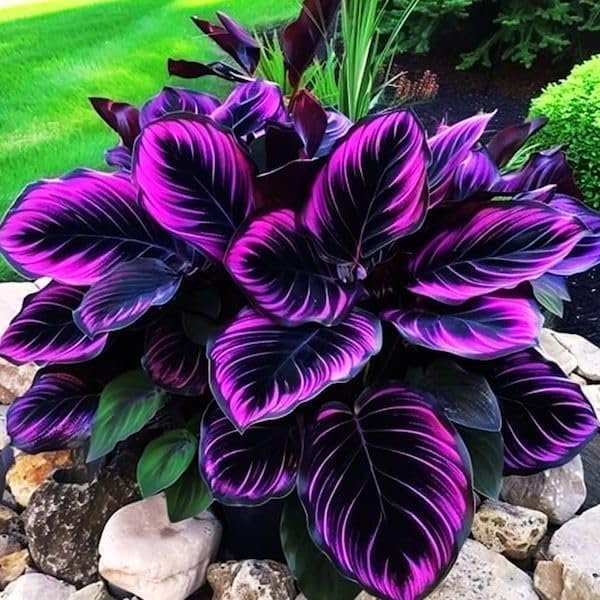 300+USA Premium Caladium Flower Plant Seeds for Palnting Outdoor, Non-GMO Heirloom Ideal for Garden & Indoor Planting