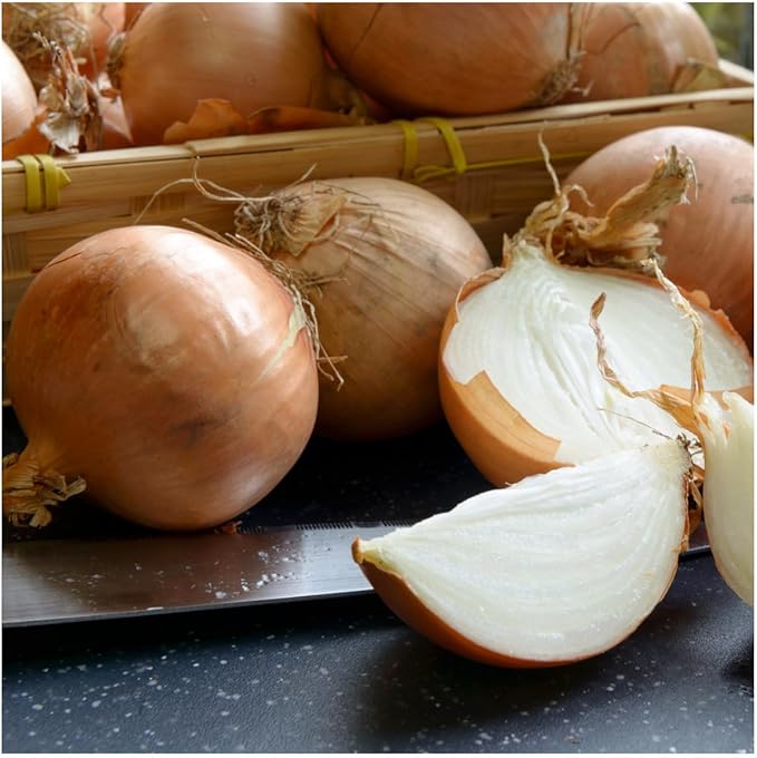 Seed Needs Onion Seeds for Planting Walla Walla Long Day Onions - Non-GMO Heirloom & Untreated Vegetable Seeds to Plant an Outdoor Home Grown Veggie Garden (5 Packs)