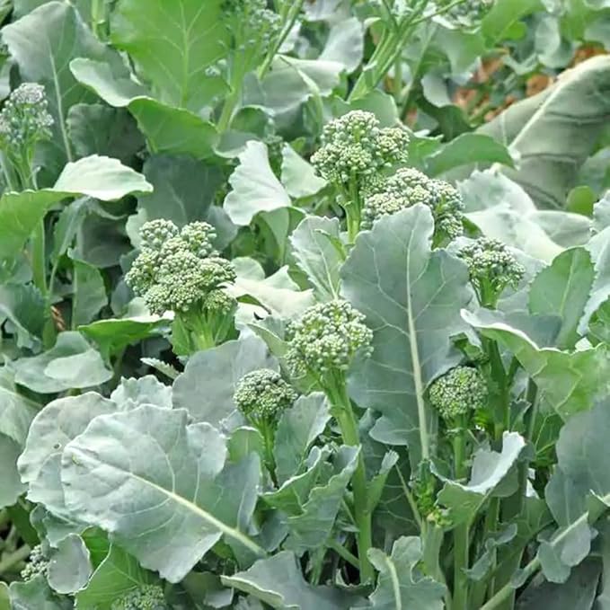 200PCS Kale Broccoli Choi Seeds White-Flowered Kailan Brassica Rapa Vegetable Seeds