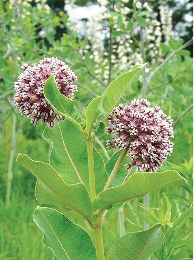 100 Showy Milkweed Seeds, Asclepias Speciosa, by Seeds2Go