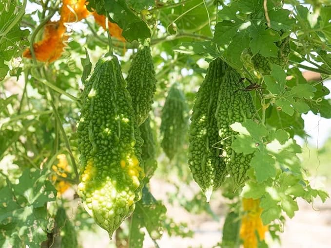 Indian Bitter Gourd Seeds for Planting, Easy to Grow Vegetable Seeds for Home Garden, Terrace Gardening, Balcony Planters, and Outdoor Cultivation (Pack of 40)
