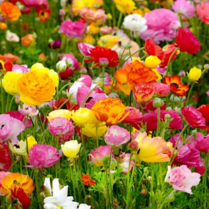 Set 50 Ranunculus Bulbs for Planting, Mix Ranunculus Corms Bulk, Butterfly Ranunculus Flowers Bulbs Spring Fall, Peony Buttercup Ranunculus