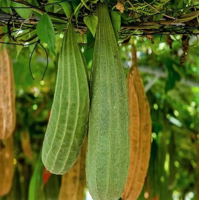 20 Buab Khom Angled Luffa Gourd Seeds | Ridged Gourd Okra Bitter Melon Garden Sponge Craft Asian Vegetable Seed