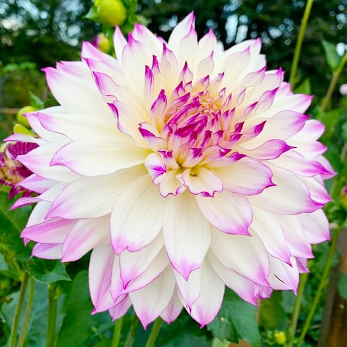 100+ Giant Dahlia Dinner Plate Flower Seeds - Exotic Dahlia for Planting Dahlia Pinnata Seeds