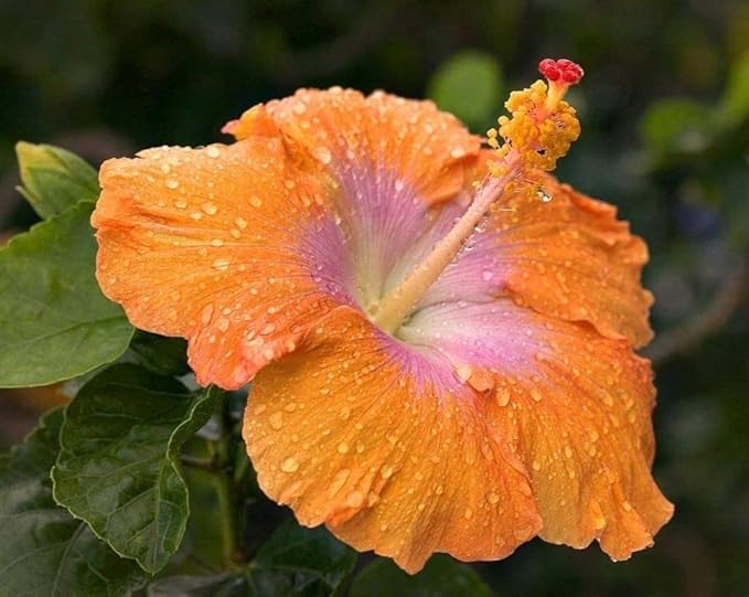 100+ Rare Hibiscus Seeds Flower Garden Home Perennial Plants
