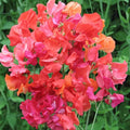 300+ Perennial Sweet Pea Seeds for Planting - Stunning Color and Fragrant Ornamental Annual Flower for Garden or Container