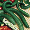 Park Seed Variety of Cucumber Seeds, Planting Cucumbers, Vegetable Seeds, Easy to Grow, Non-GMO, Perfect for Harvesting, Early Spring Burpless Hybrid, Pack of 30