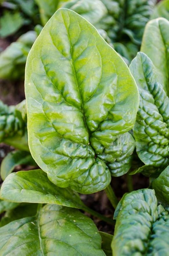 Spinach Bloomsdale Longstanding Pkt - Approx. 300 seeds