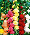 Hollyhock Double Flower Seed Mix Multicolor Terry Mallow Malva Alcea Rosea Climbing Rose 30+ Seeds for Planting Garden Flower Seeds