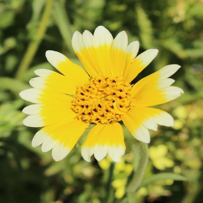 Outsidepride Tidy Tips Seeds - 1/2 lb Annual Dazzling Golden-Yellow & White Blooms, Drought Tolerant, Self-Seeding, Ideal for Rock Gardens, Flower Boxes, Borders, Xeriscape & Low-Water Landscapes