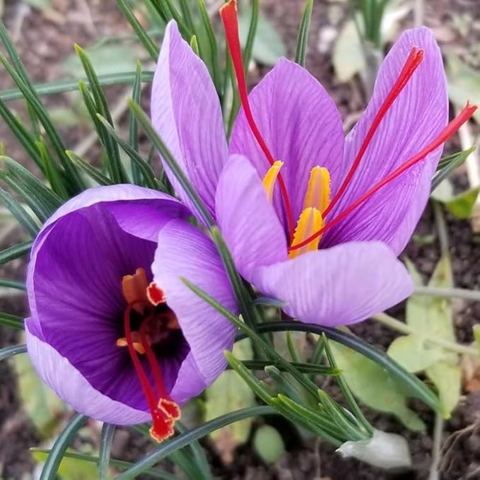 Votaniki Saffron Crocus Bulbs - Long Lasting, Enhance Garden with Exquisite Flavor | Harvest Spice at Home - Low Maintenance & Easy to Grow - Autumn Bloomers (10 Pack)