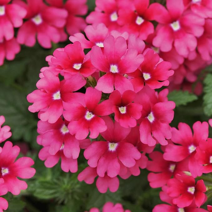 10000+ Perennial Verbena Flower Seeds for Planting Outdoors Non-GMO Heirloom
