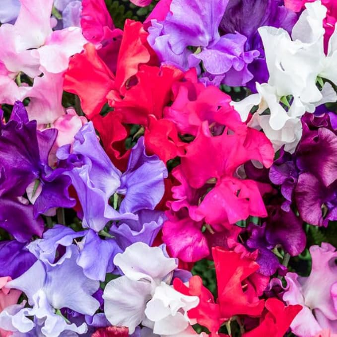 300+ Perennial Sweet Pea Seeds for Planting - Stunning Color and Fragrant Ornamental Annual Flower for Garden or Container