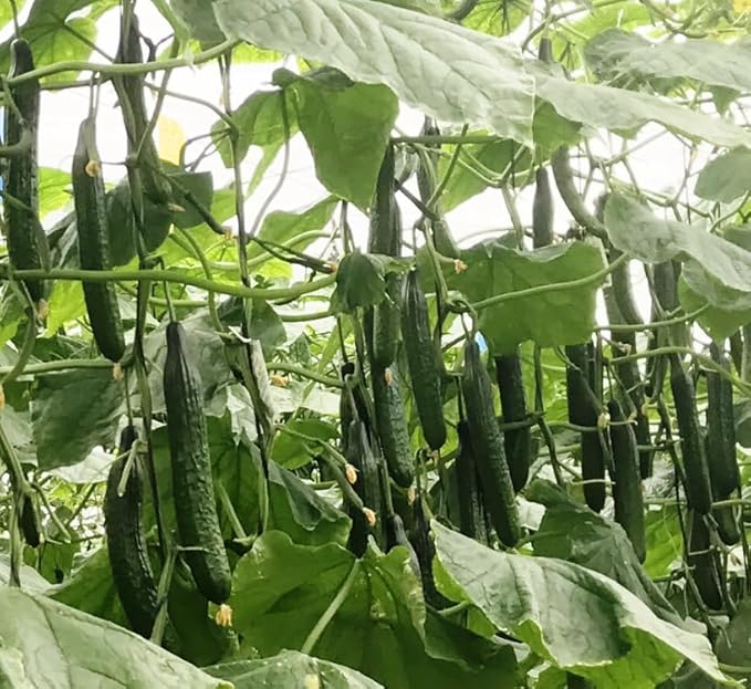Seeds Cucumber Chinese Miracle - Open-Pollinated - Heirloom Vegetable - GMO Free