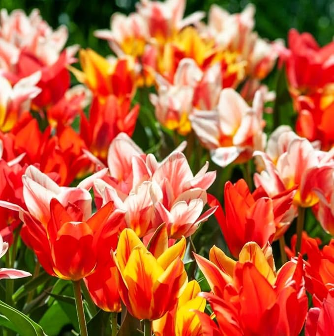 Tulips Lily Flowering Mixture Tulip Pink Red White Yellow Plant Bulbs Spring Flowering Gardens Size 12+ (15, Lily Flowering Mixture)