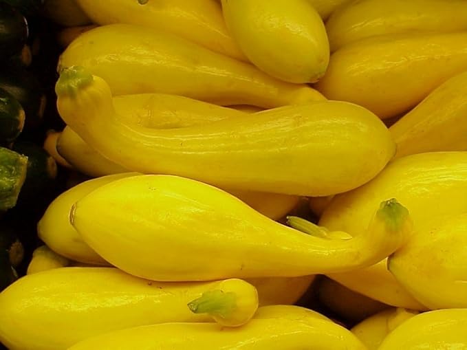 Heirloom Squash Seed Assortment- 5 Heirloom Varieties- 170+ Seeds