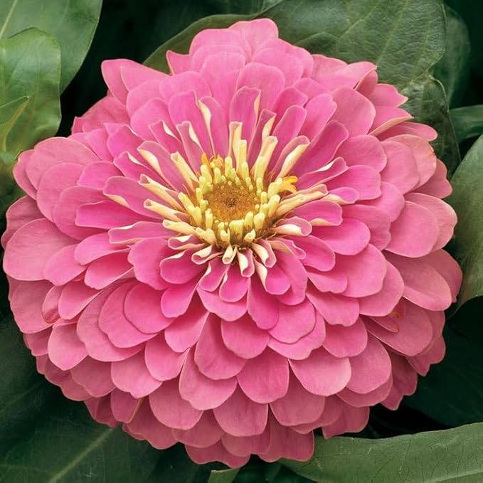 Park Seed Magellan Pink Zinnia Seeds - Pack of 100 Seeds, Fully Double Blooms, 4-5 Inches Wide, 12 Inches Tall, Perfect for Containers, Borders, and Patio Gardens, Long-Blooming, Easy to Grow