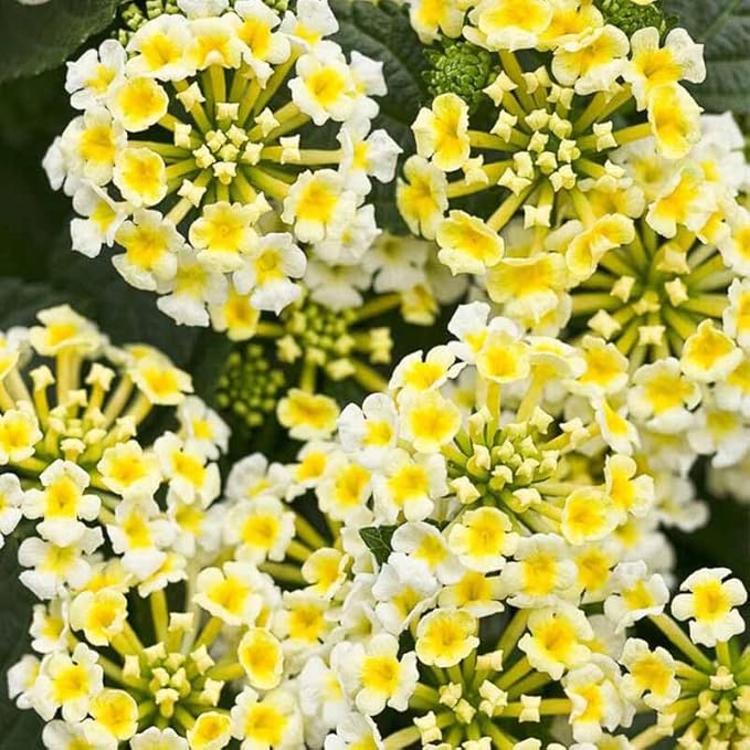 1300+ Mix-Colored Lantana Flower Seeds for Planting-Perennial for Flower Beds and Containers-Brighten Your Garden