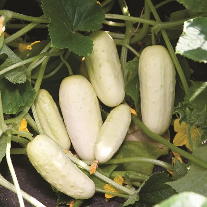 RAISE ME UP: Seeds Cucumber White Angel F1 50 Days for Pickling Indoor Non GMO Open-Pollinated Hybrid