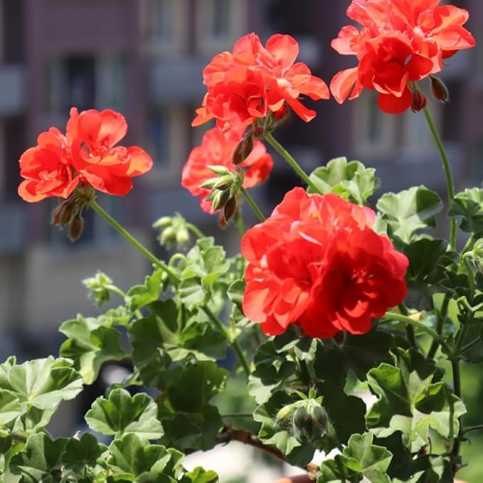 Mix Geranium Seeds for Planting, 10+pcs Rare Perennial Geranium Flower Seeds Plants, Non-GMO Heirloom Rare Beauty Home Garden Blooms Flowers Plants for Outdoors Indoors