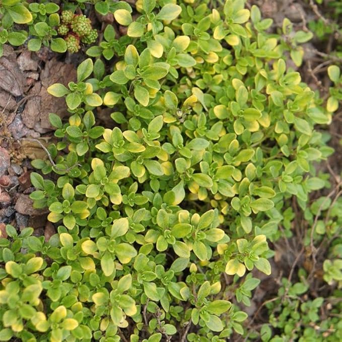 Organic Thyme Common Seeds - 500 Mg (~1,800 Seeds) - Non-GMO, Open Pollinated, Heirloom, Ideal for Herb Gardens, Culinary Use, and Home Growing