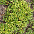 Organic Thyme Common Seeds - 500 Mg (~1,800 Seeds) - Non-GMO, Open Pollinated, Heirloom, Ideal for Herb Gardens, Culinary Use, and Home Growing