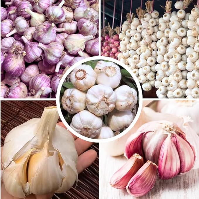 1 Pound Random Hardneck Garlic Bulbs for Planting, Fresh High-Yield Hardy Garlic for Garden or Container Growing